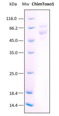 SDS-PAGE analysis (15%) of 4 μL of recombinant ChimToxo1. Purity is >95% as determined by gel electrophoresis. Both bands correspond to the target protein as react with an anti-His Ab.